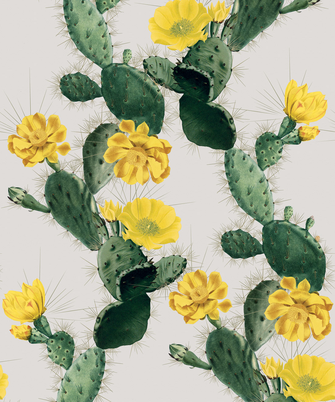 Prickly Pear Cactus Blooms | Desert Print Shop | Leah Hope Photography |  Cactus photography, Bloom, Cactus flower