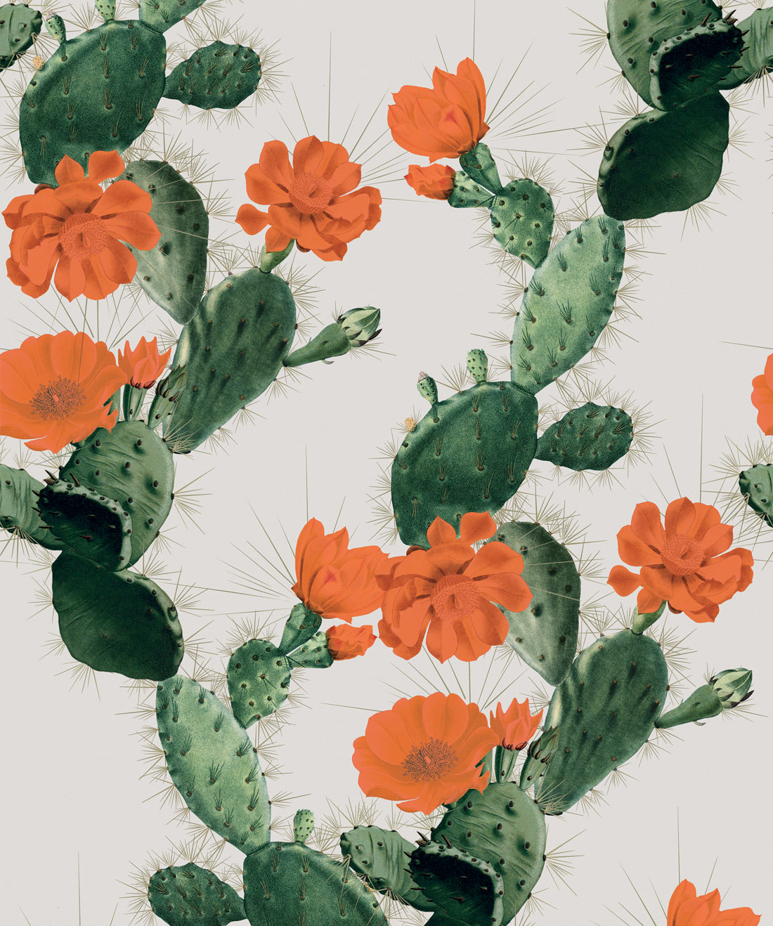 Cactus HD Wallpaper  PixelsTalkNet