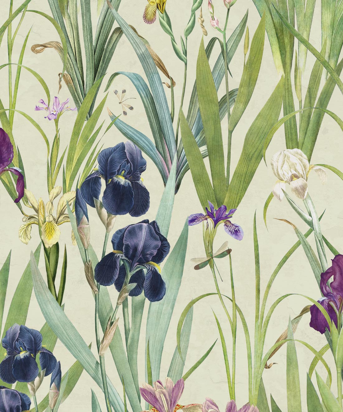Iris flower, black, blue, HD wallpaper | Peakpx